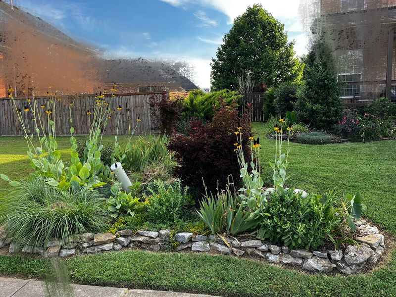Unconventional Lawn Alternatives