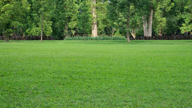 lush and well-maintained grass