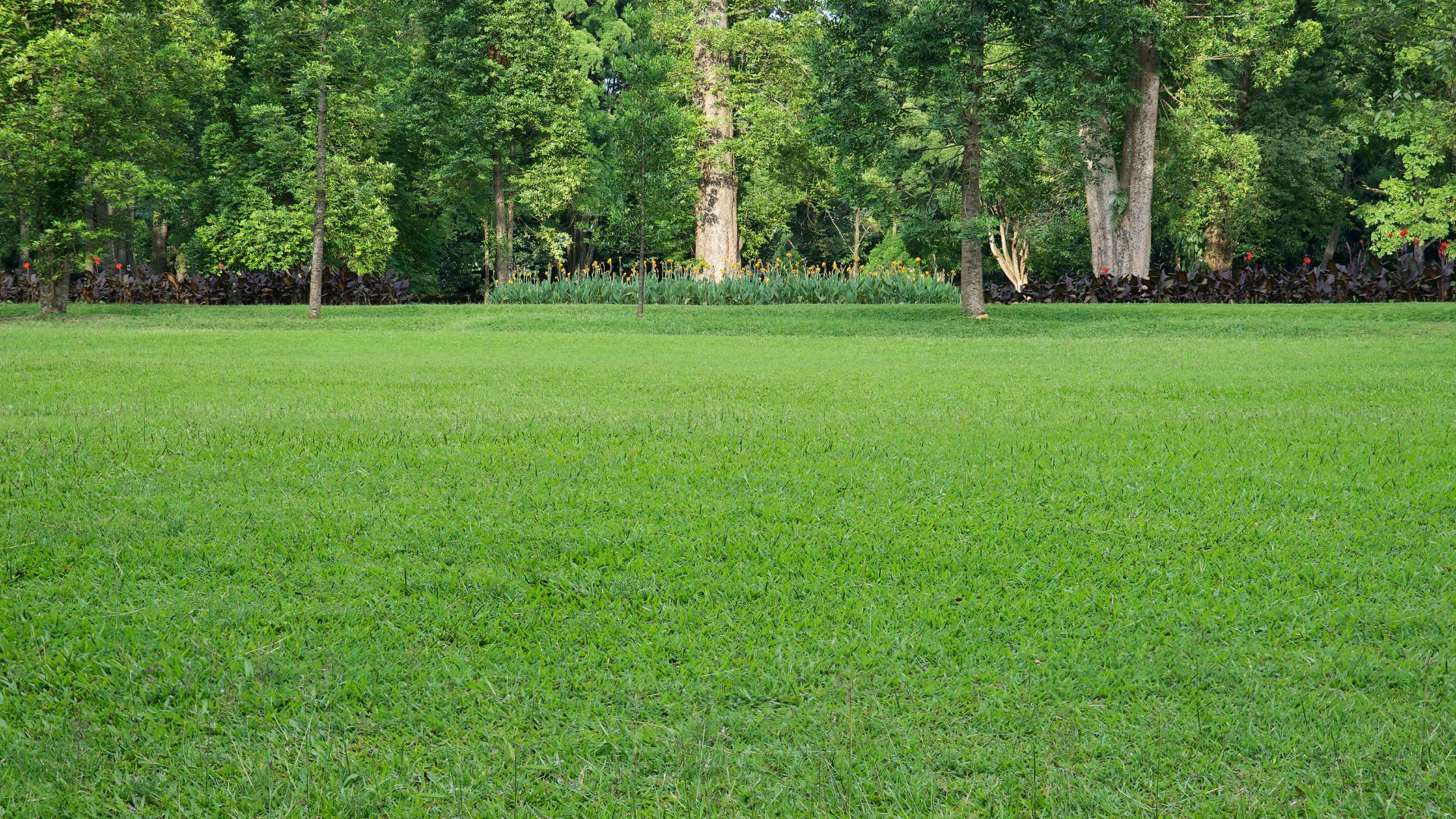 lush and well-maintained grass