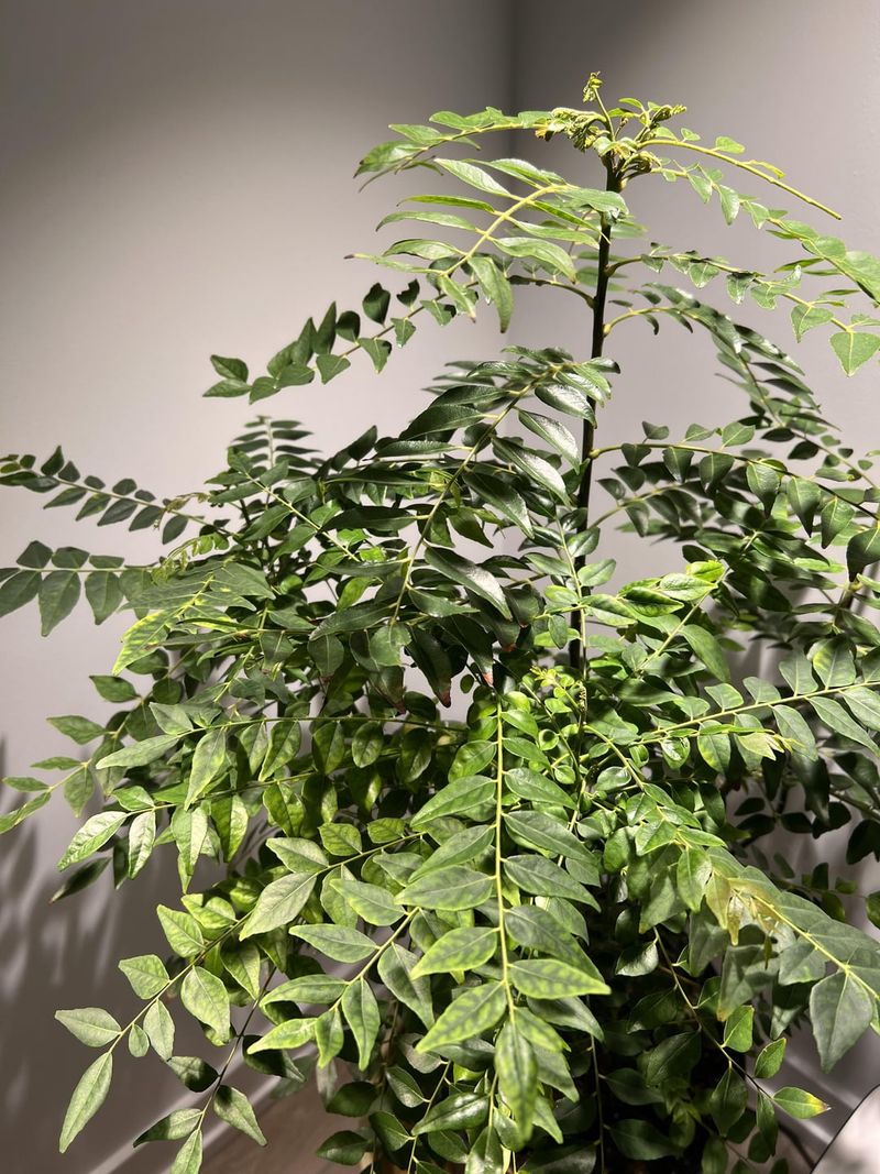Veiny Leaves