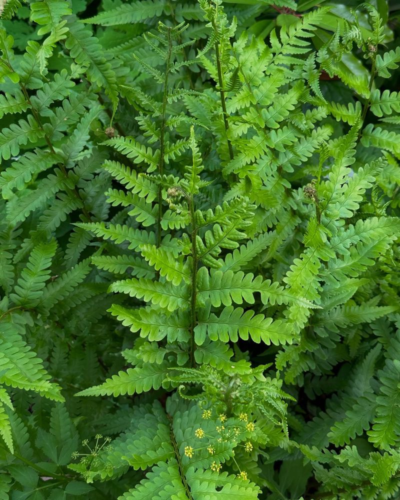 Goldie's Fern
