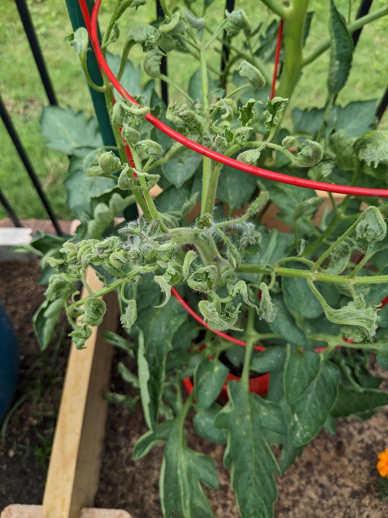 Excessive Nitrogen Creates Lush, Curled Foliage