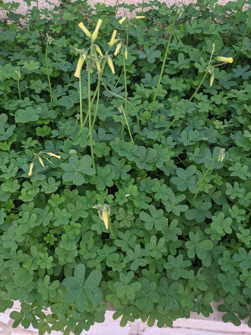 Sorrel (Rumex acetosella)