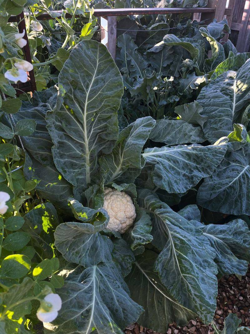 Cauliflower
