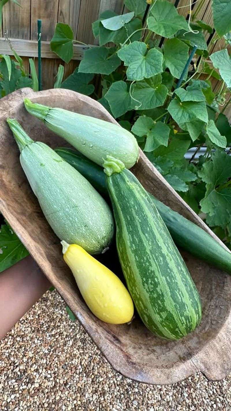 Summer Squash