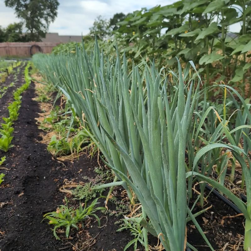 Scallions