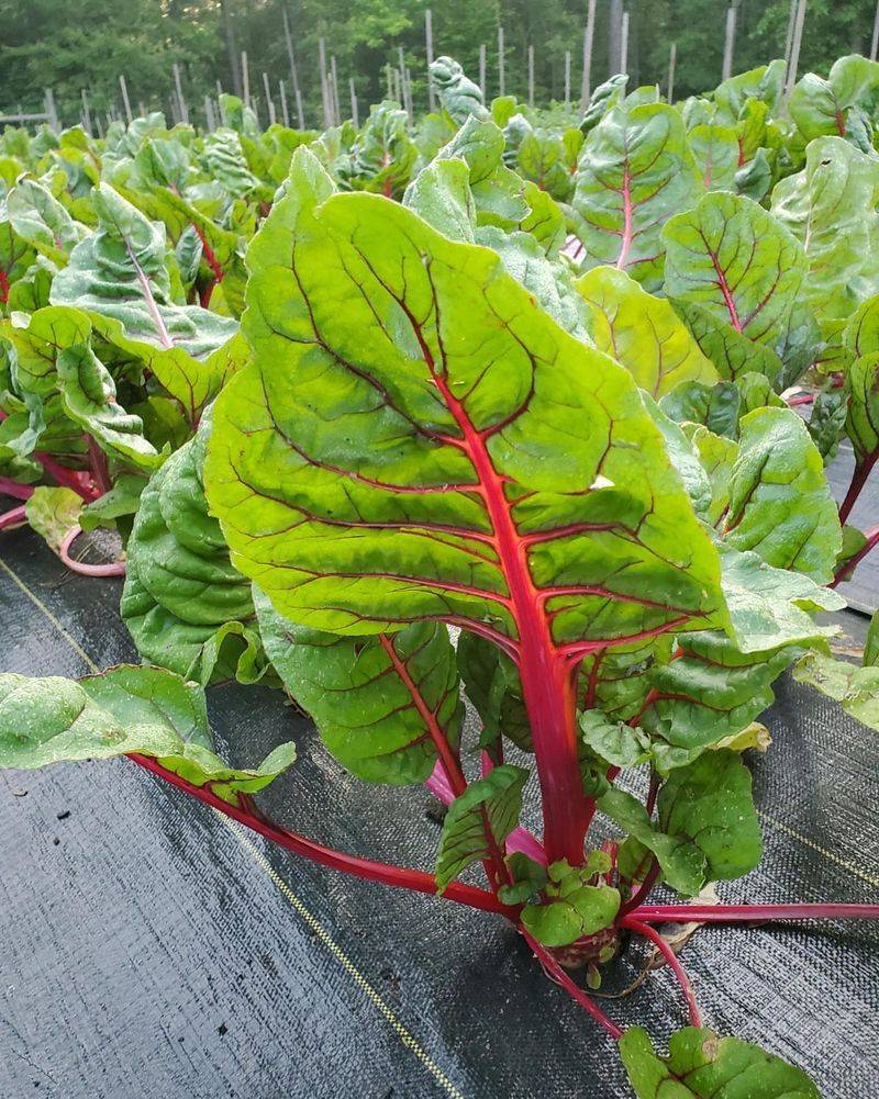 Swiss Chard
