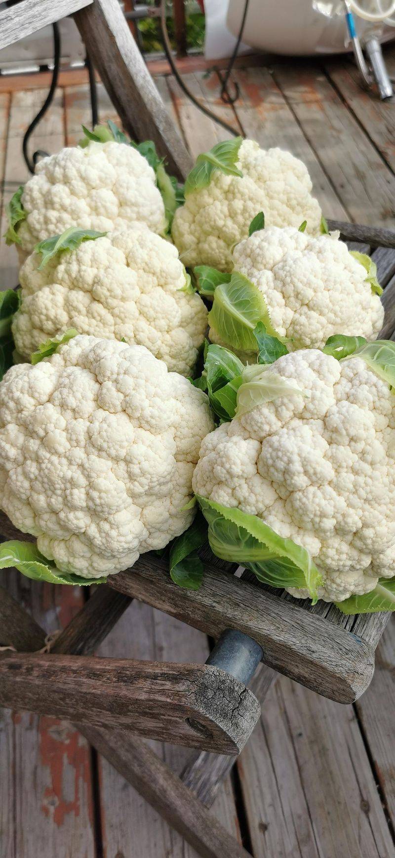 Cauliflower: The Mutant Cabbage