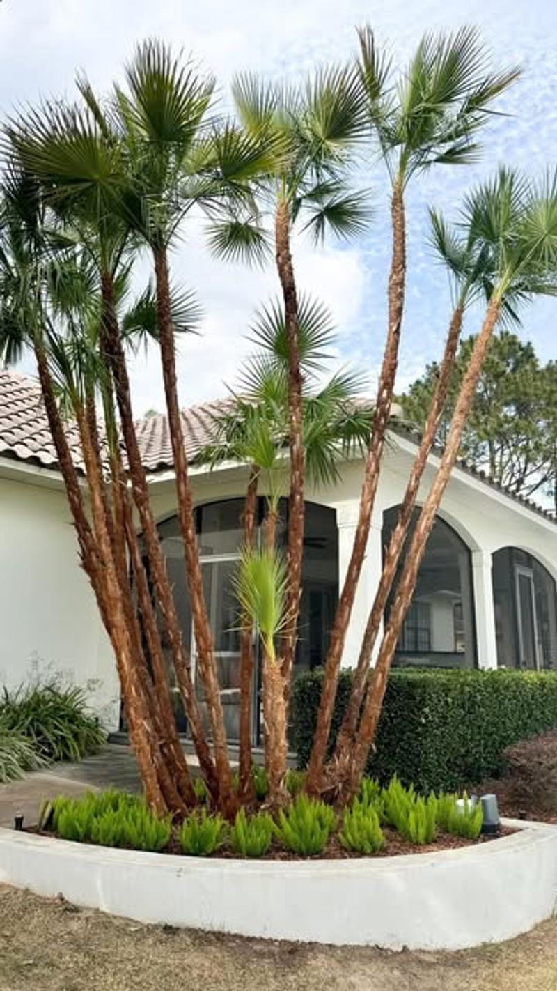 Palm Trees