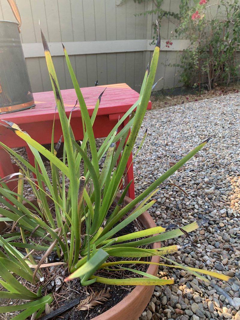 Kangaroo Paw