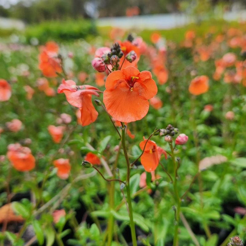 Diascia