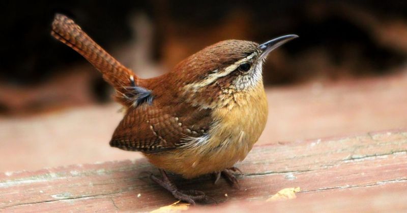 Carolina Wrens Devour Garden-Damaging Insects