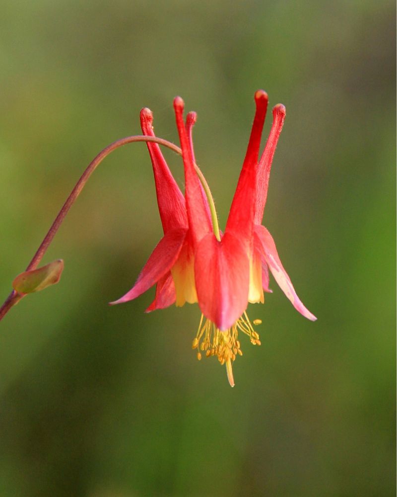 Columbine For Delicate Beauty