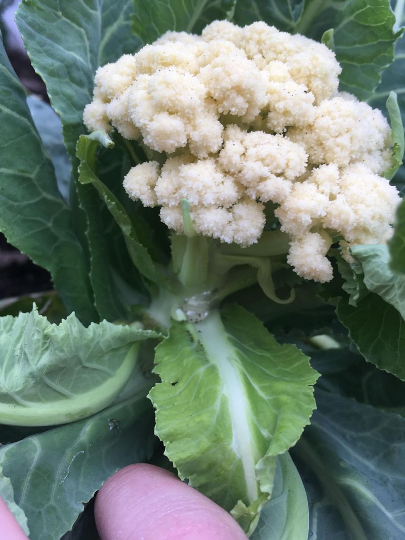 Cauliflower