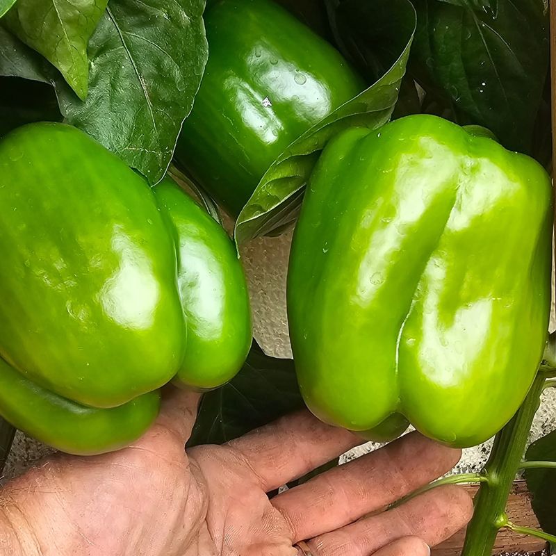 Peppers Gain Color And Flavor