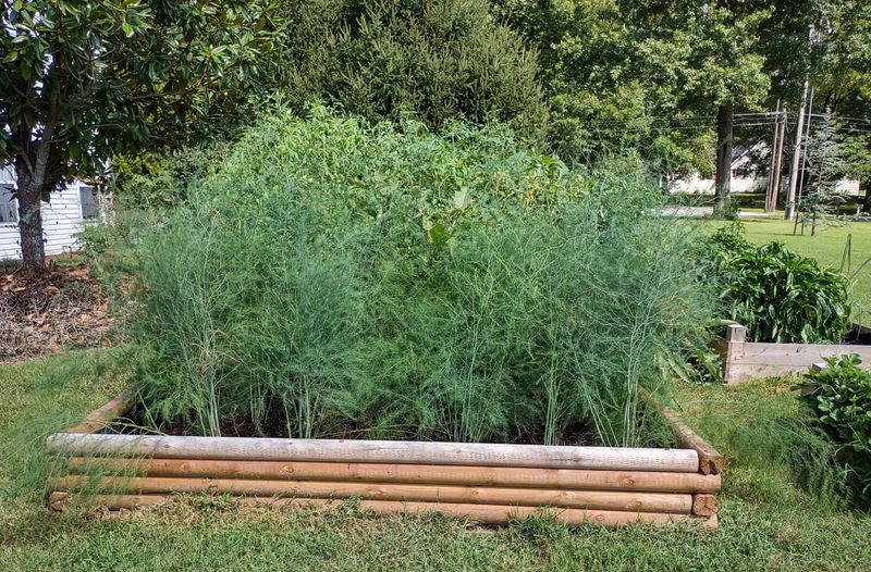 Asparagus Suffers In Raised Bed Constraints