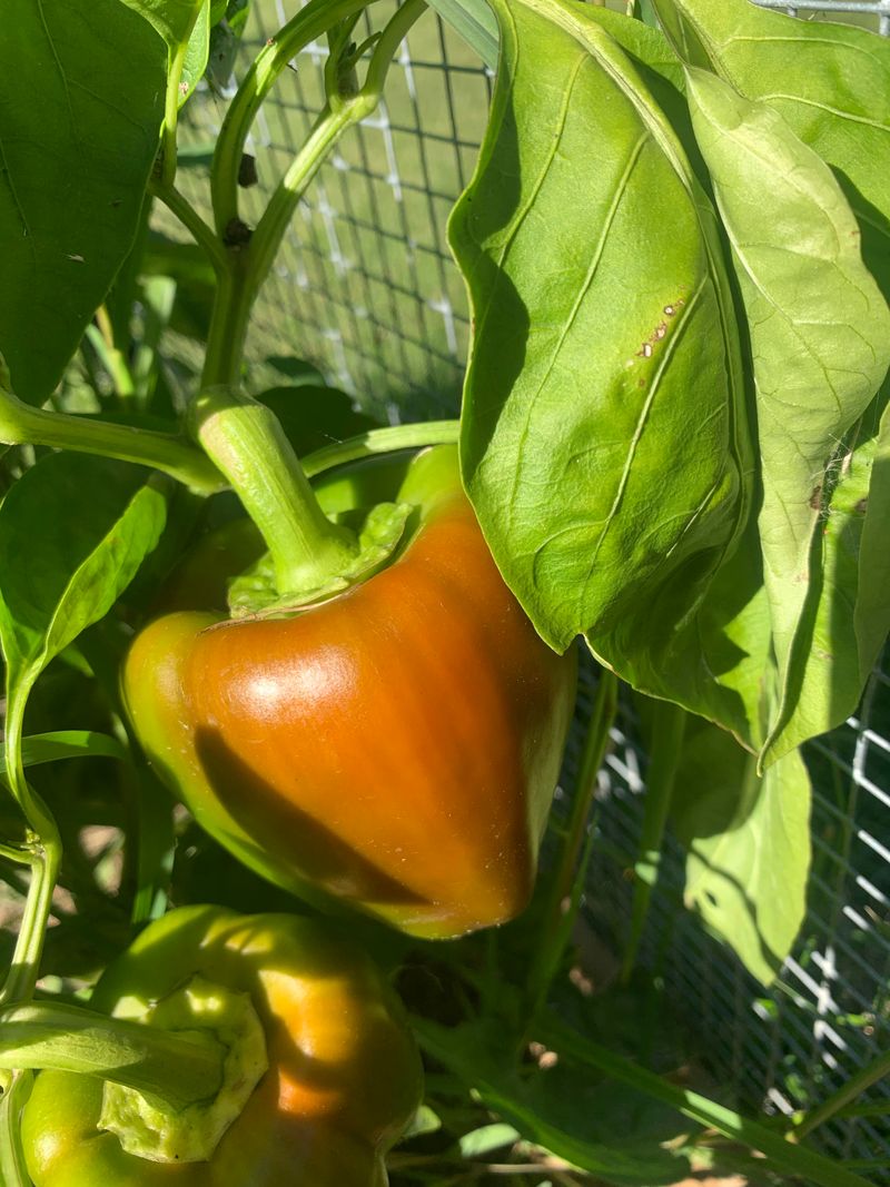 Bell Peppers