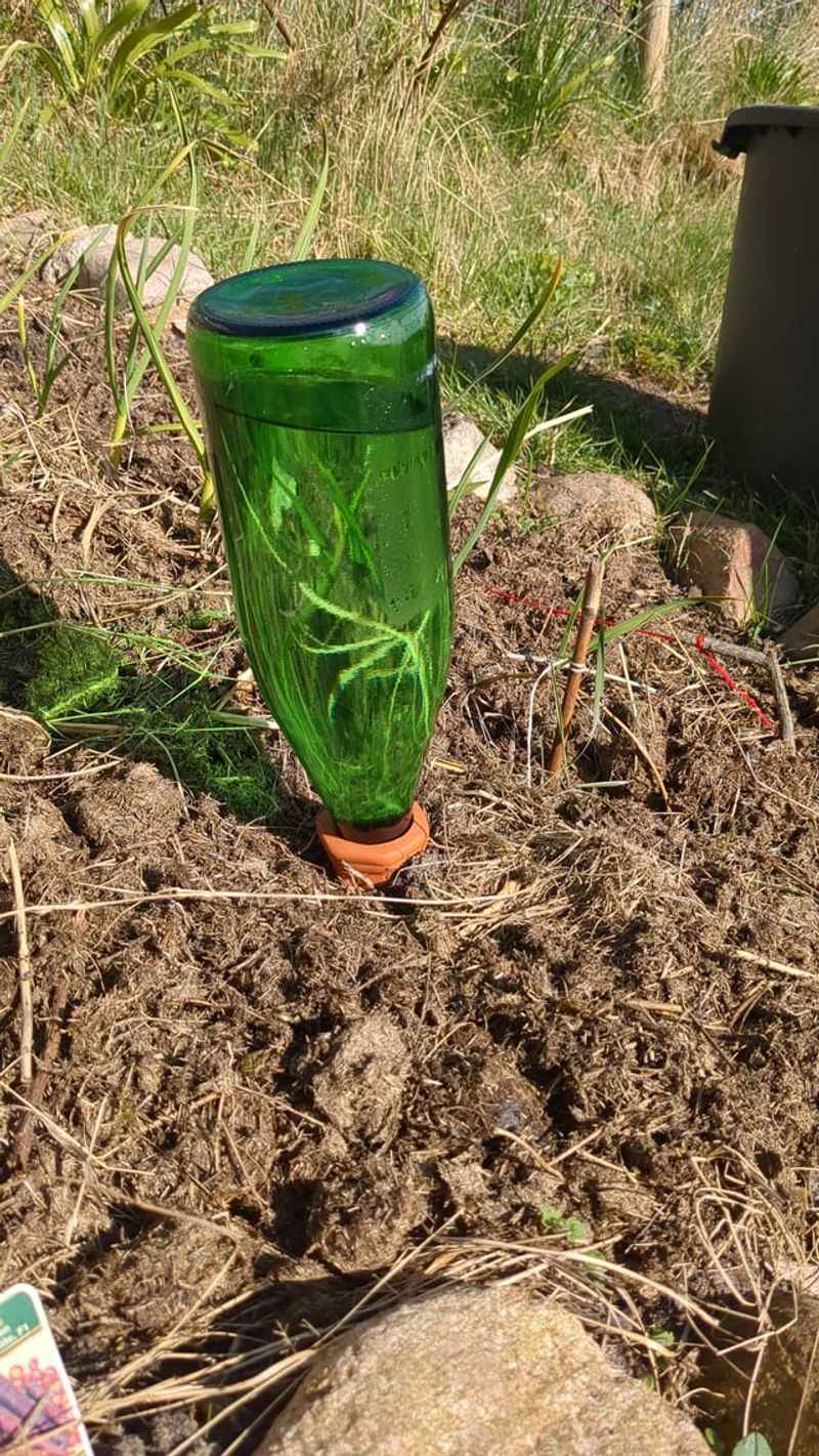 Wine Bottle Drip Irrigation