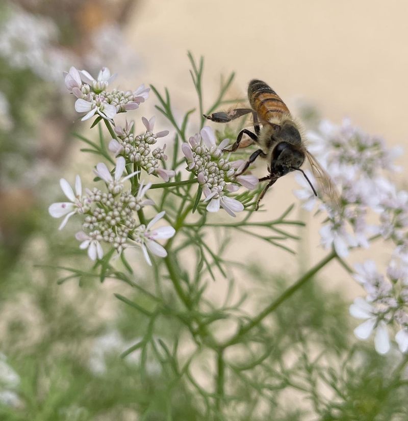 Cilantro: The Herb That Feeds More Than Your Kitchen
