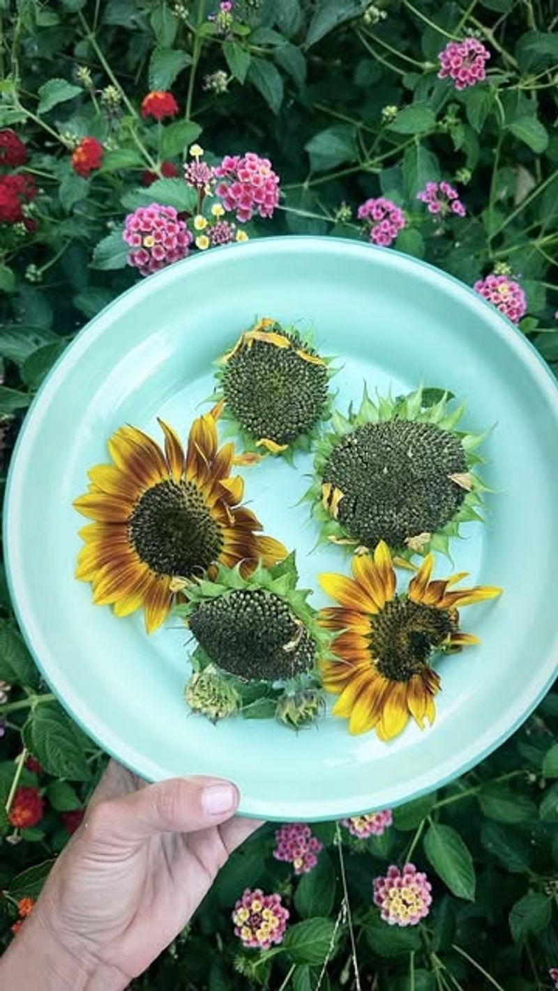 Edible Flowers For Cooking