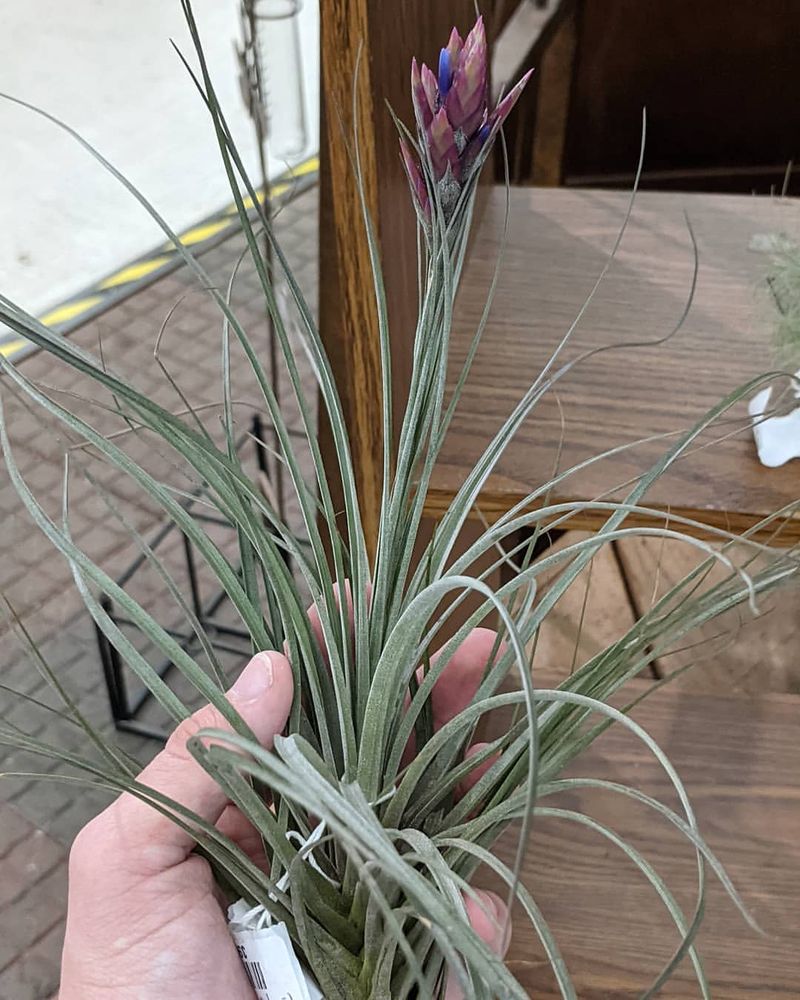 Gift Potential
