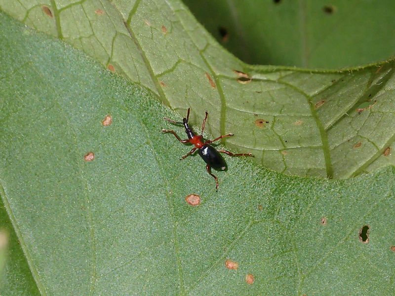 Sweet Potato Weevils: The Underground Destroyers