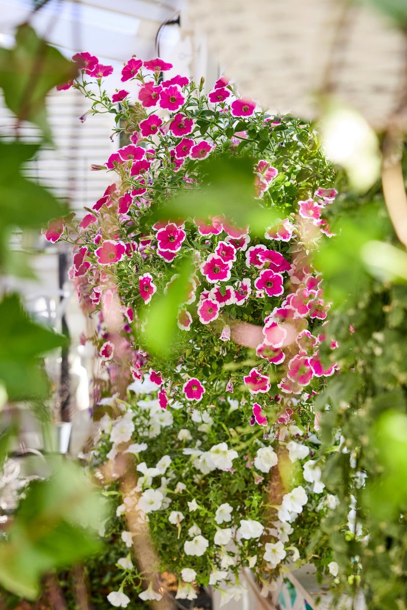 Soften Hardscapes With Cascading Petunias