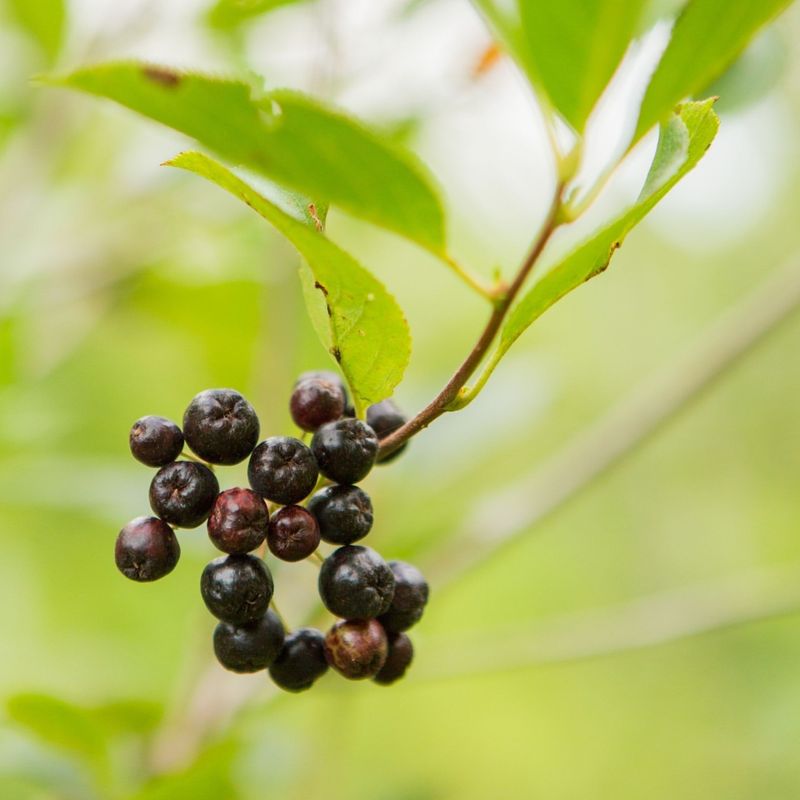 Plant A Wildlife Hedge With Berry-Producing Shrubs