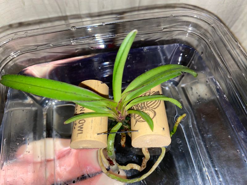 Experiment with Orchid Rafts