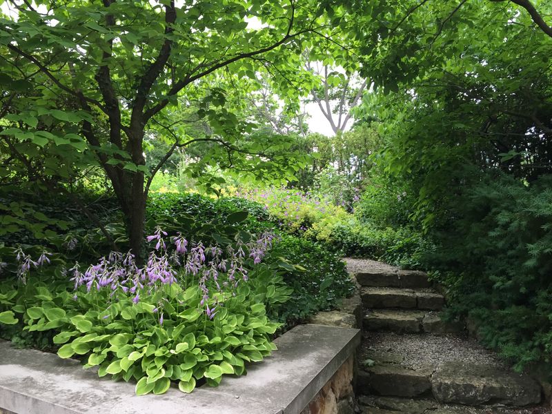 Establish A Shade Garden Under Mature Trees