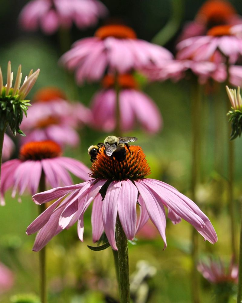 Purple Coneflower (Echinacea)