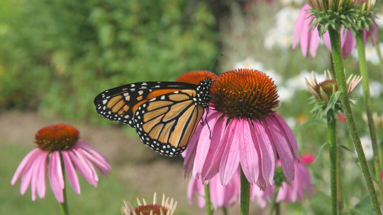 purple coneflowers