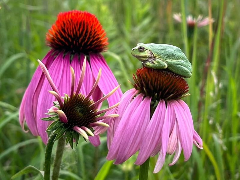 Purple Coneflower (Echinacea purpurea)