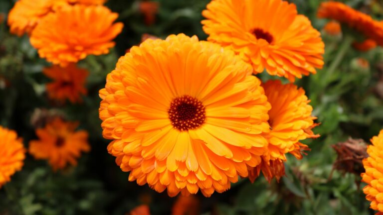 calendula