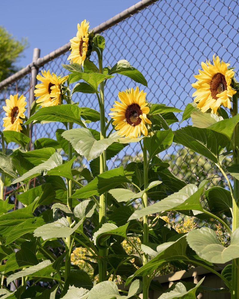 Sunflowers: The Towering Pollinator Magnets