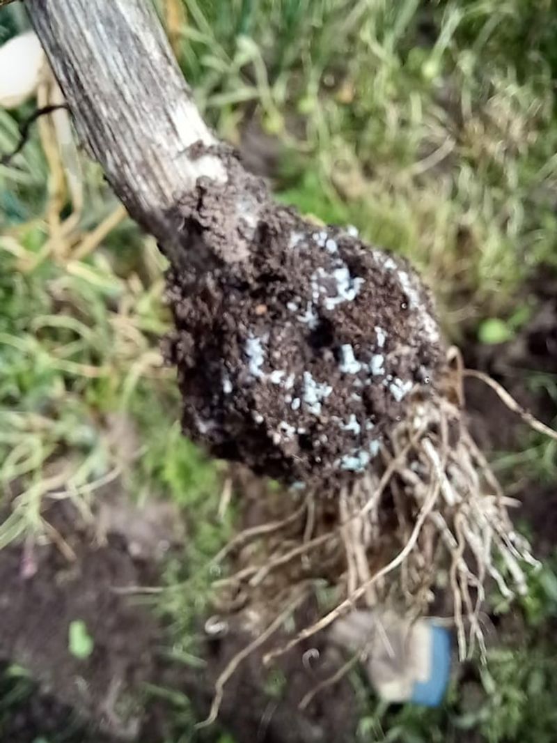 Root Rot Risk Spikes