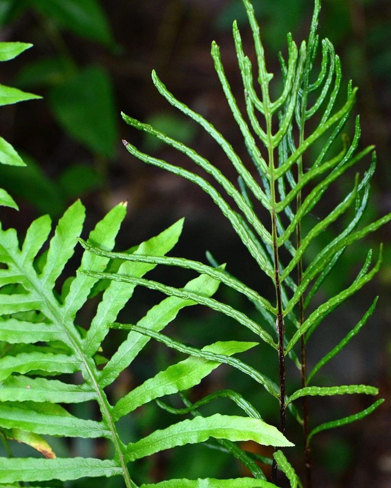 Netted Chain Fern