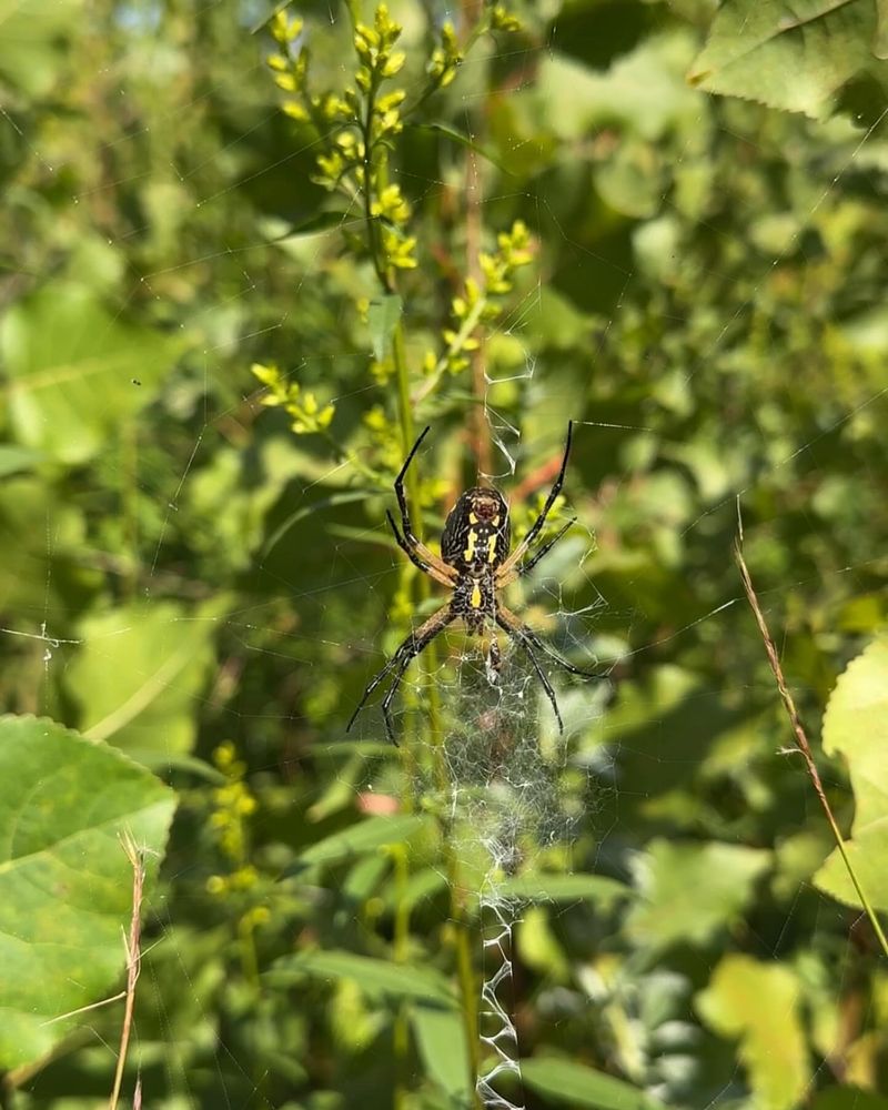 Spiders
