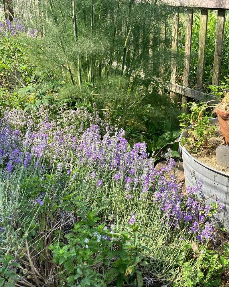 Copper Fennel with Lavender Flowers