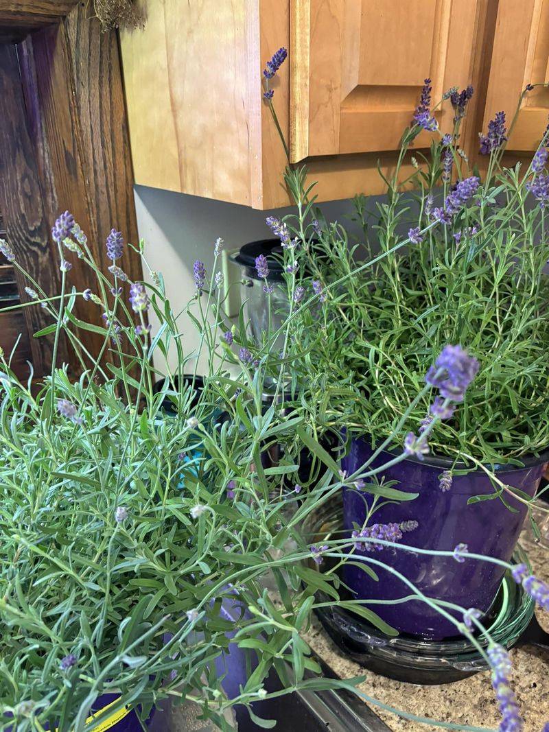 Strategically Place Lavender Pots