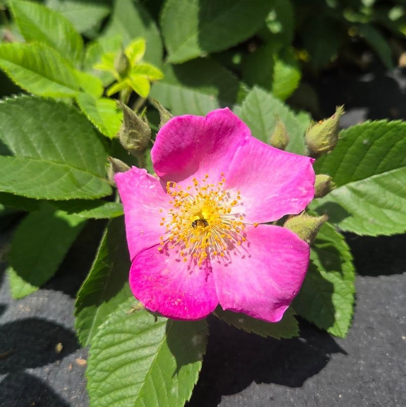 Cinnamon Rose (Rosa majalis)