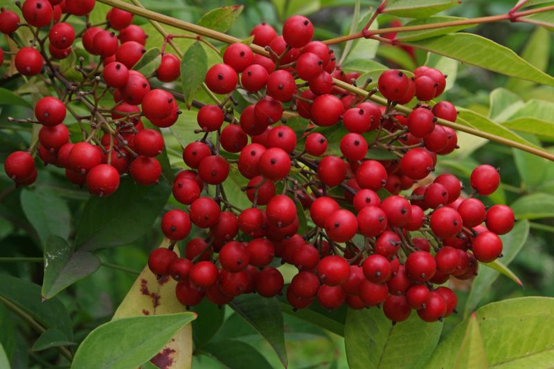 Nandina