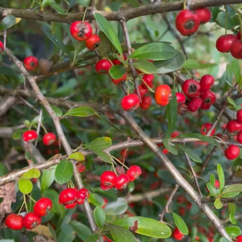Firethorn (Pyracantha coccinea)