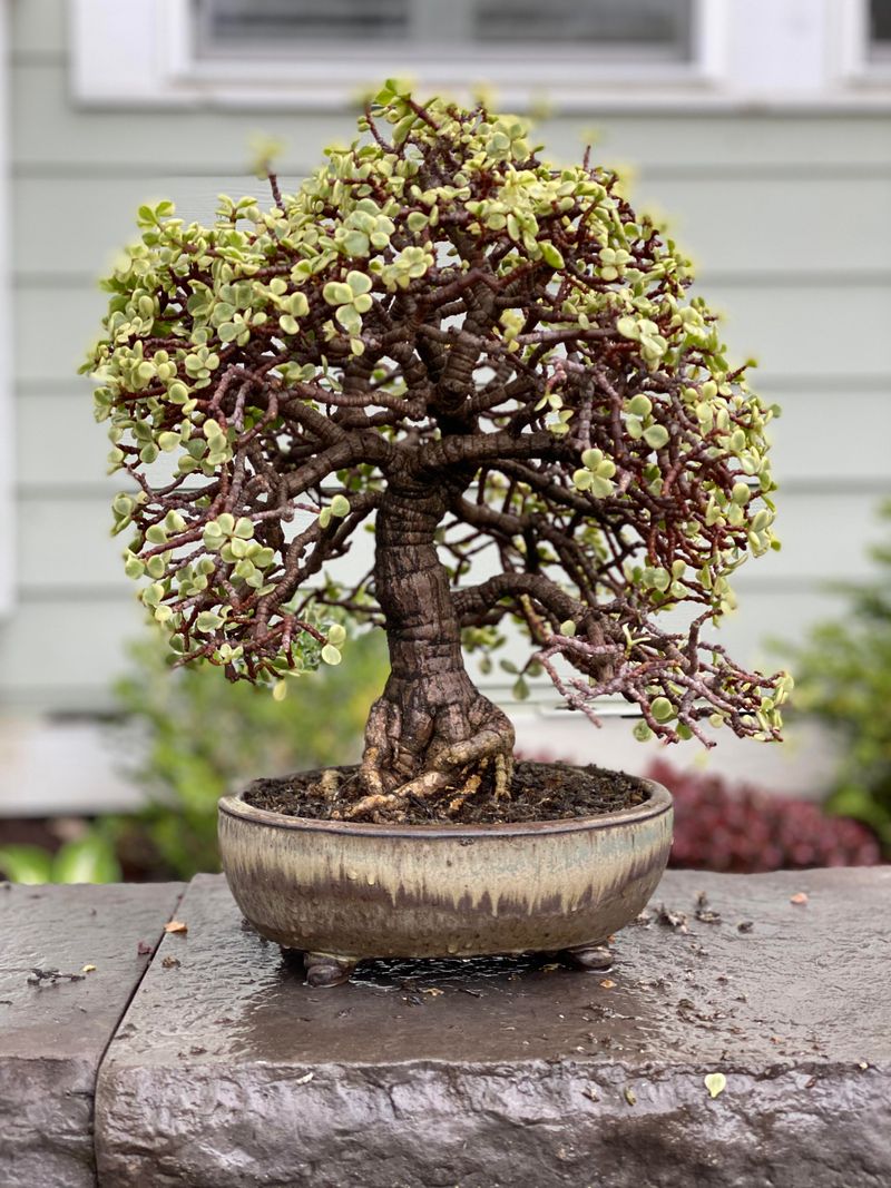 Elephant Bush (Portulacaria Afra)