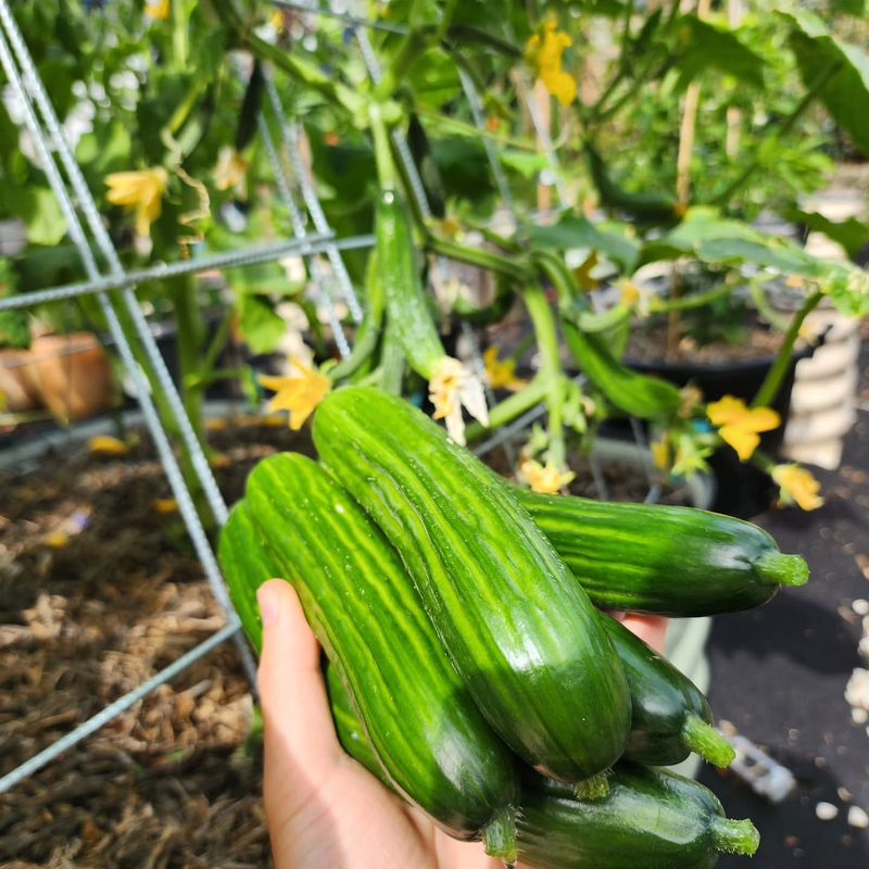 Cucumbers