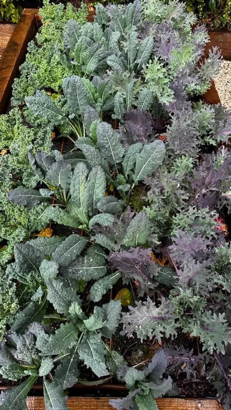 Kale