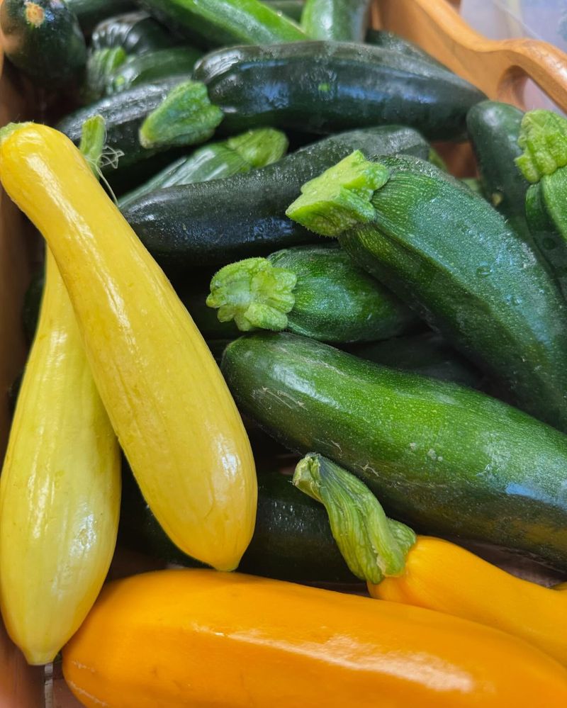 Summer Squash