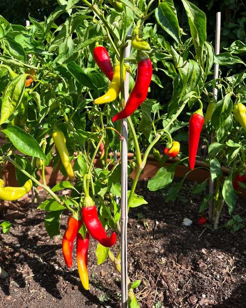 Hot Peppers