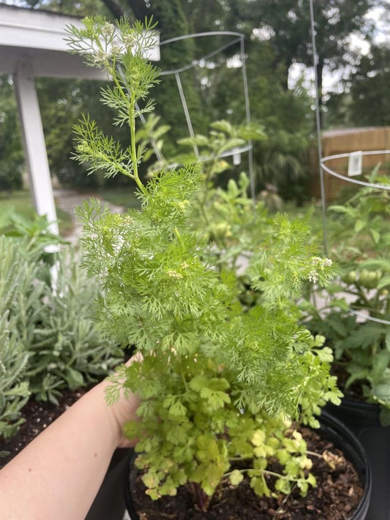 Cilantro