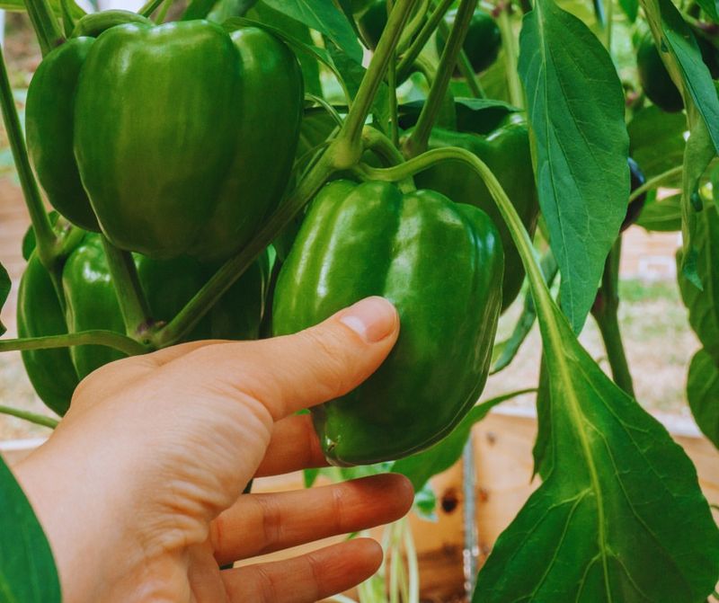 Bell Peppers